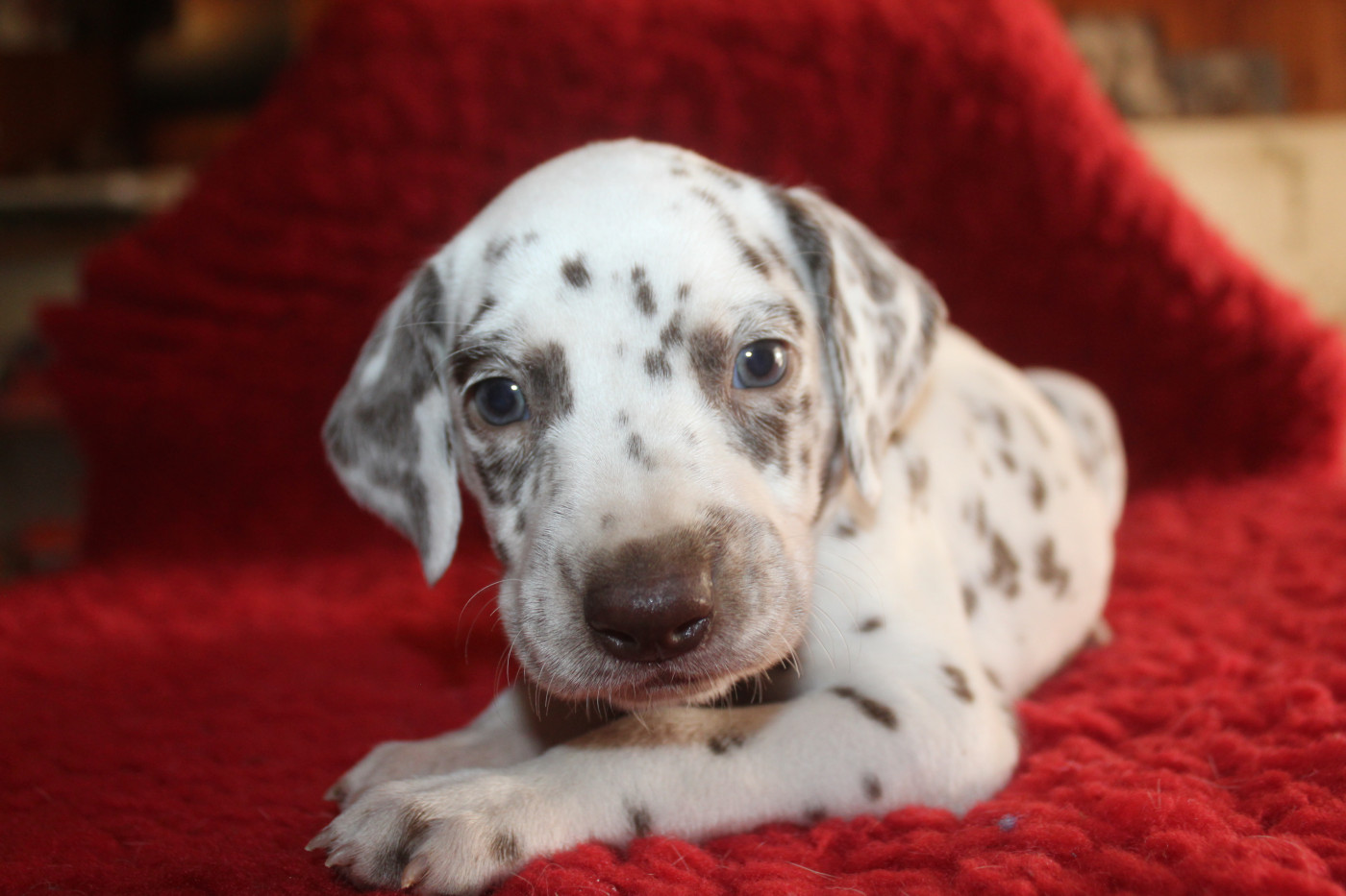Des Dalma d'Olympe - Chiots disponibles - Dalmatien