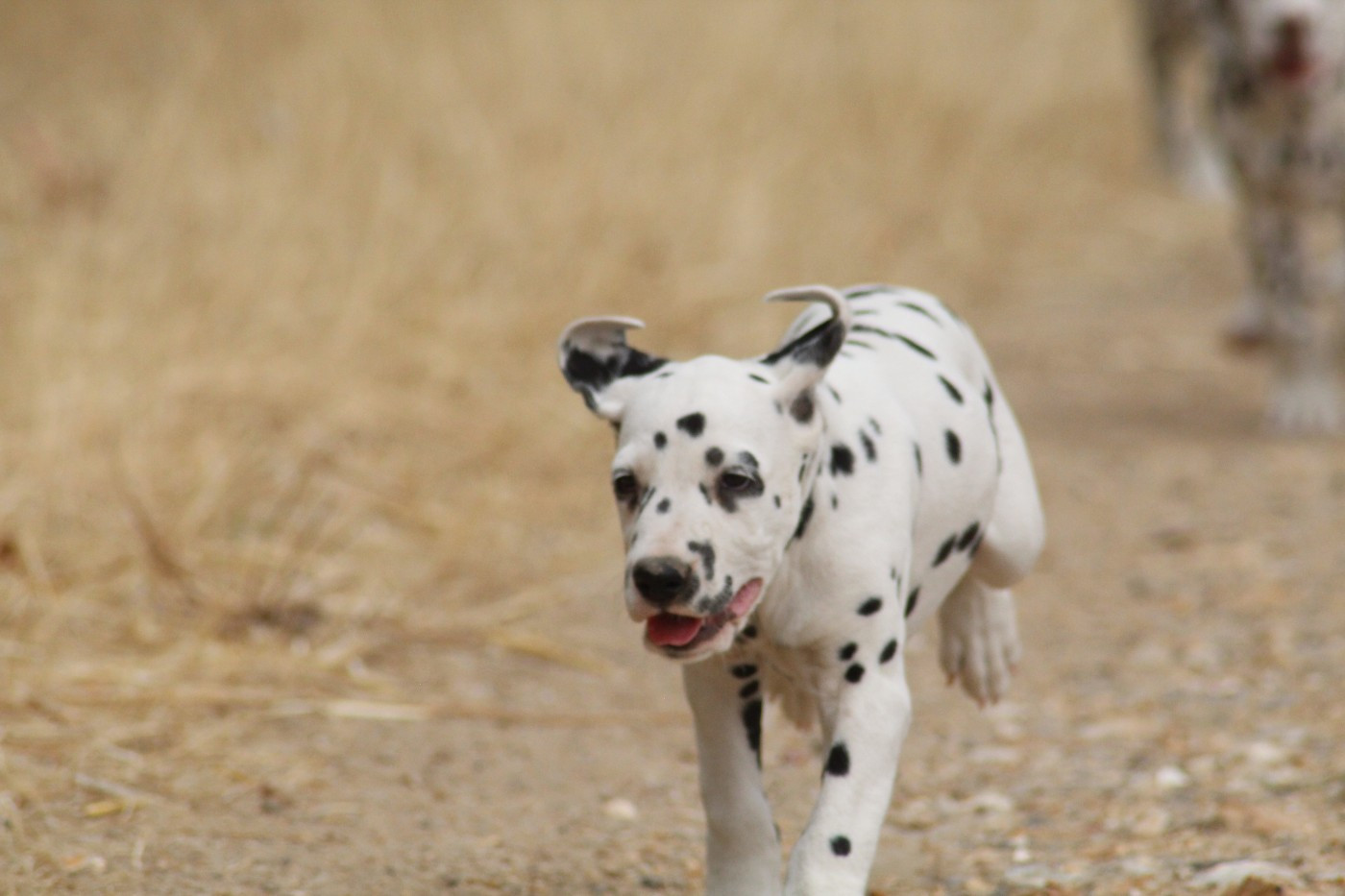 Des Dalma d'Olympe - Chiots disponibles - Dalmatien