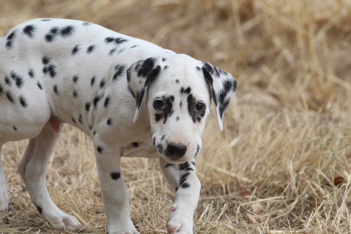 Des Dalma d'Olympe - Chiots disponibles - Dalmatien
