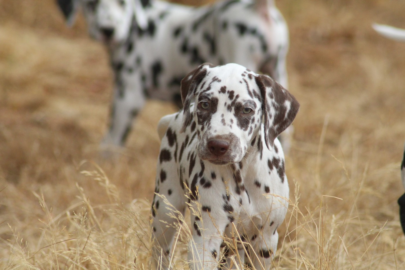 Des Dalma d'Olympe - Chiots disponibles - Dalmatien