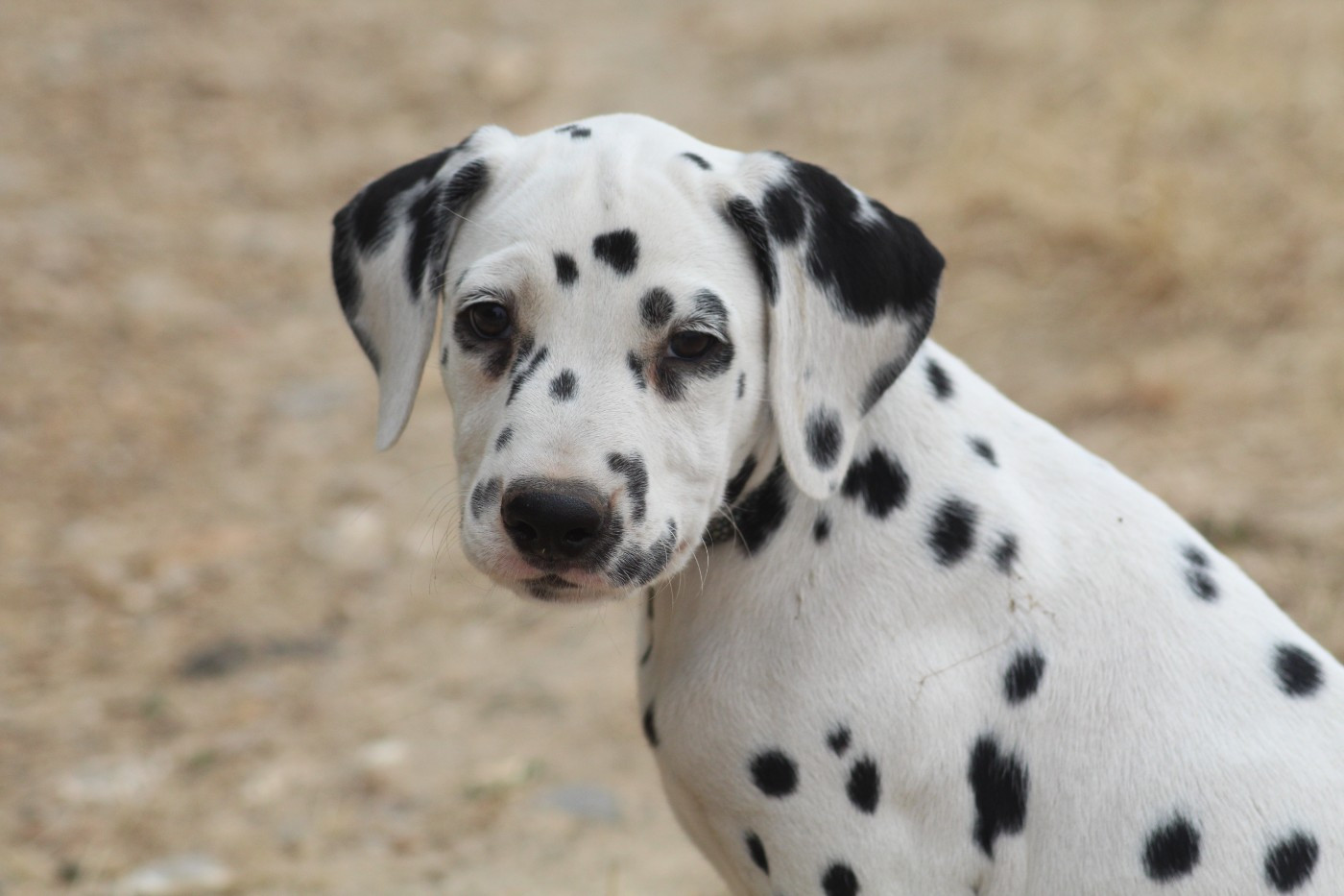 Des Dalma d'Olympe - Chiots disponibles - Dalmatien
