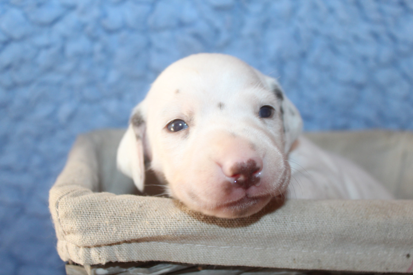 Des Dalma d'Olympe - Chiots disponibles - Dalmatien