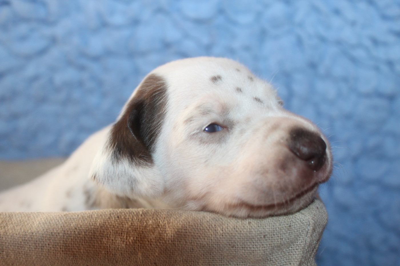 Des Dalma d'Olympe - Chiots disponibles - Dalmatien