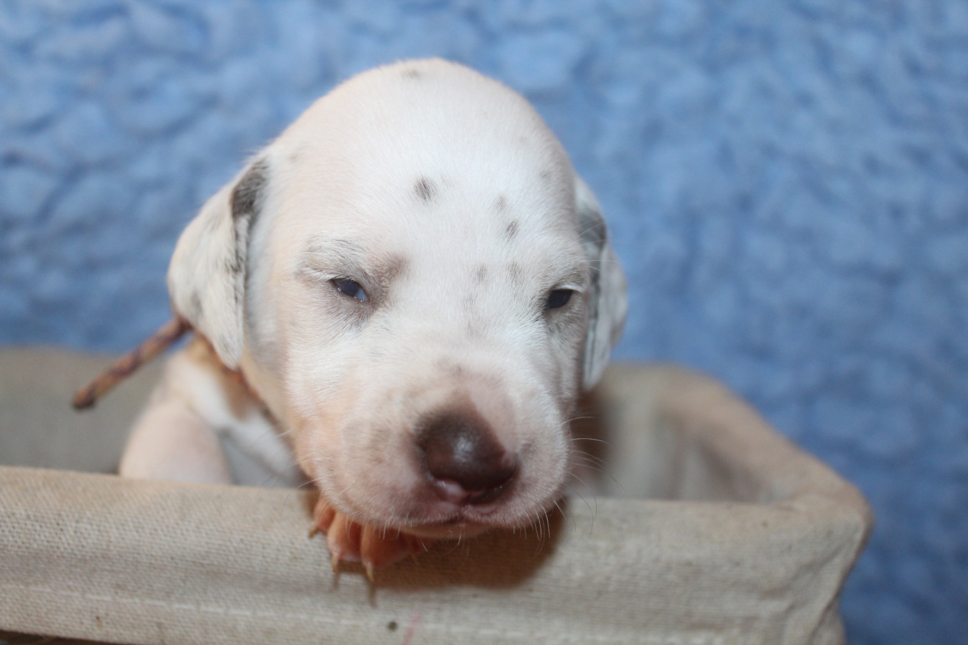 Des Dalma d'Olympe - Chiots disponibles - Dalmatien