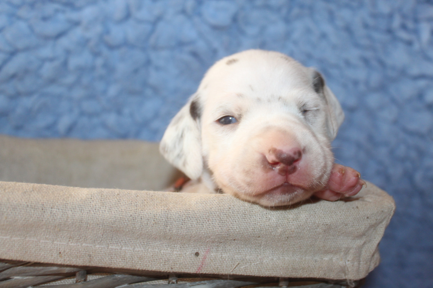 Des Dalma d'Olympe - Chiots disponibles - Dalmatien