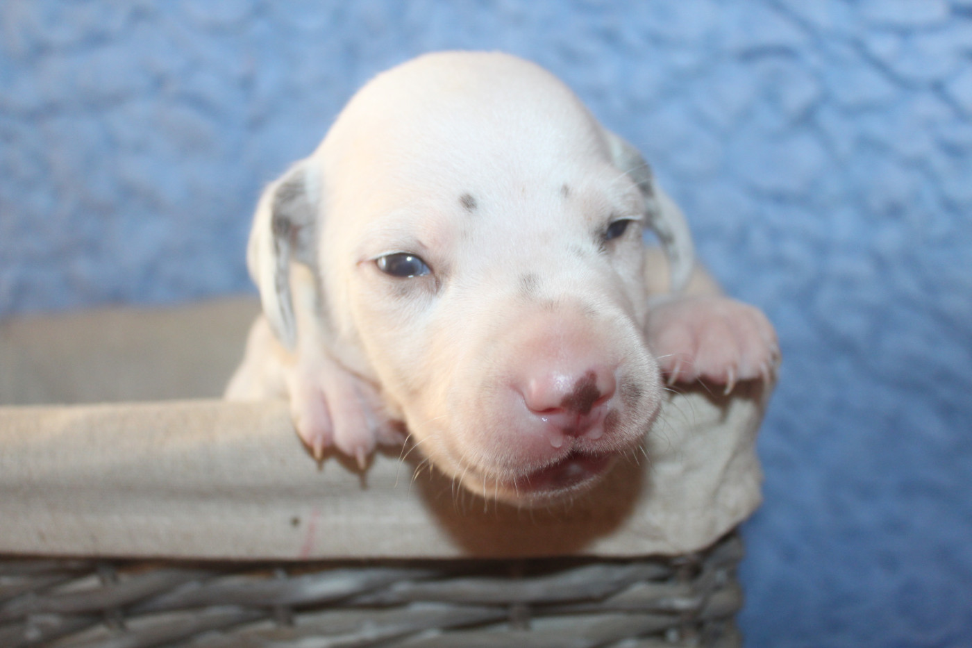 Des Dalma d'Olympe - Chiots disponibles - Dalmatien