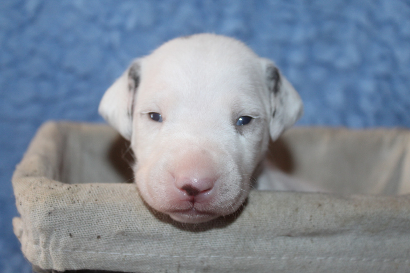 Des Dalma d'Olympe - Chiots disponibles - Dalmatien