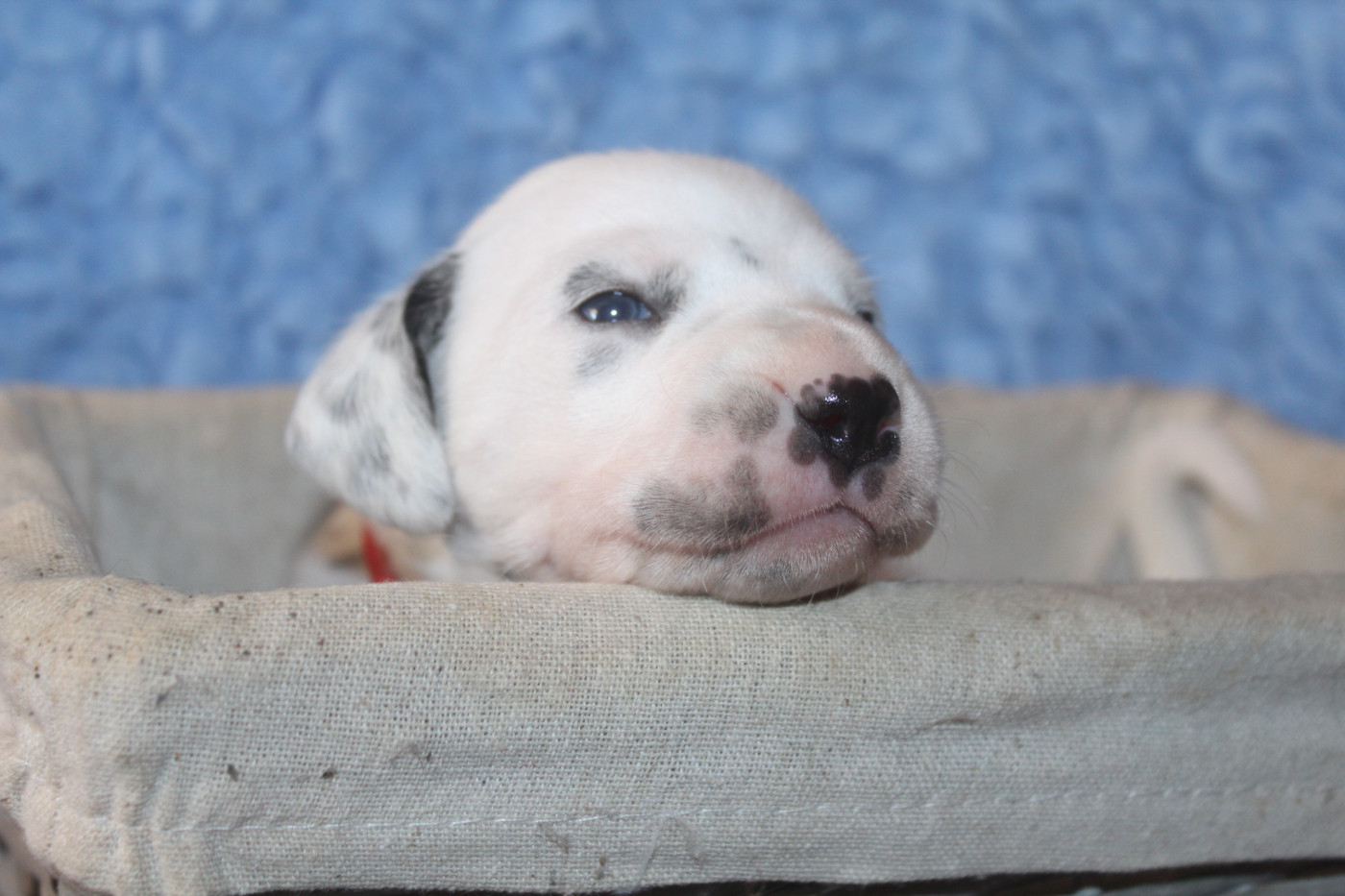 Des Dalma d'Olympe - Chiots disponibles - Dalmatien
