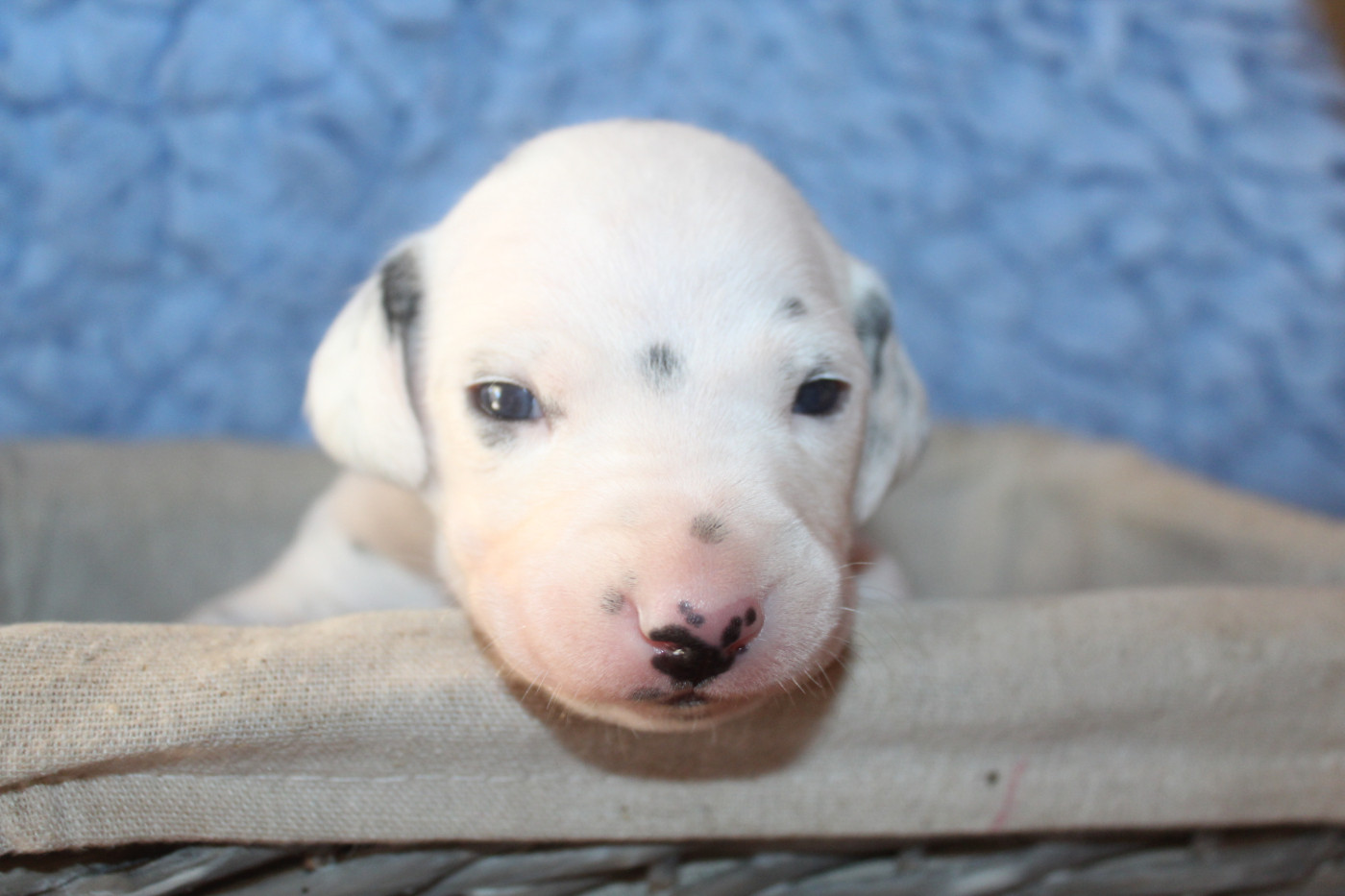 Des Dalma d'Olympe - Chiots disponibles - Dalmatien