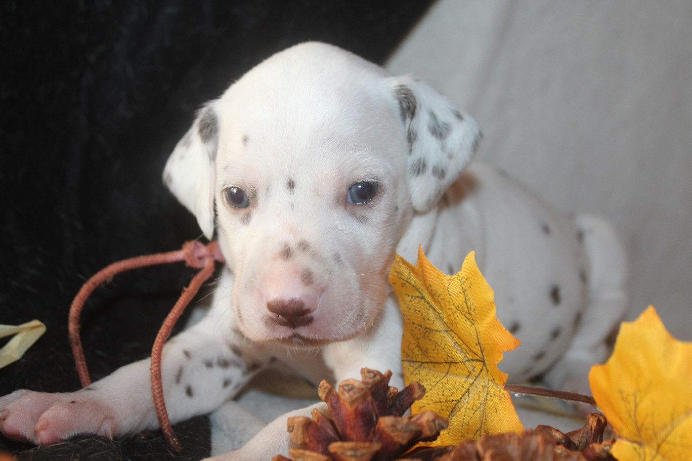 Des Dalma d'Olympe - Chiots disponibles - Dalmatien
