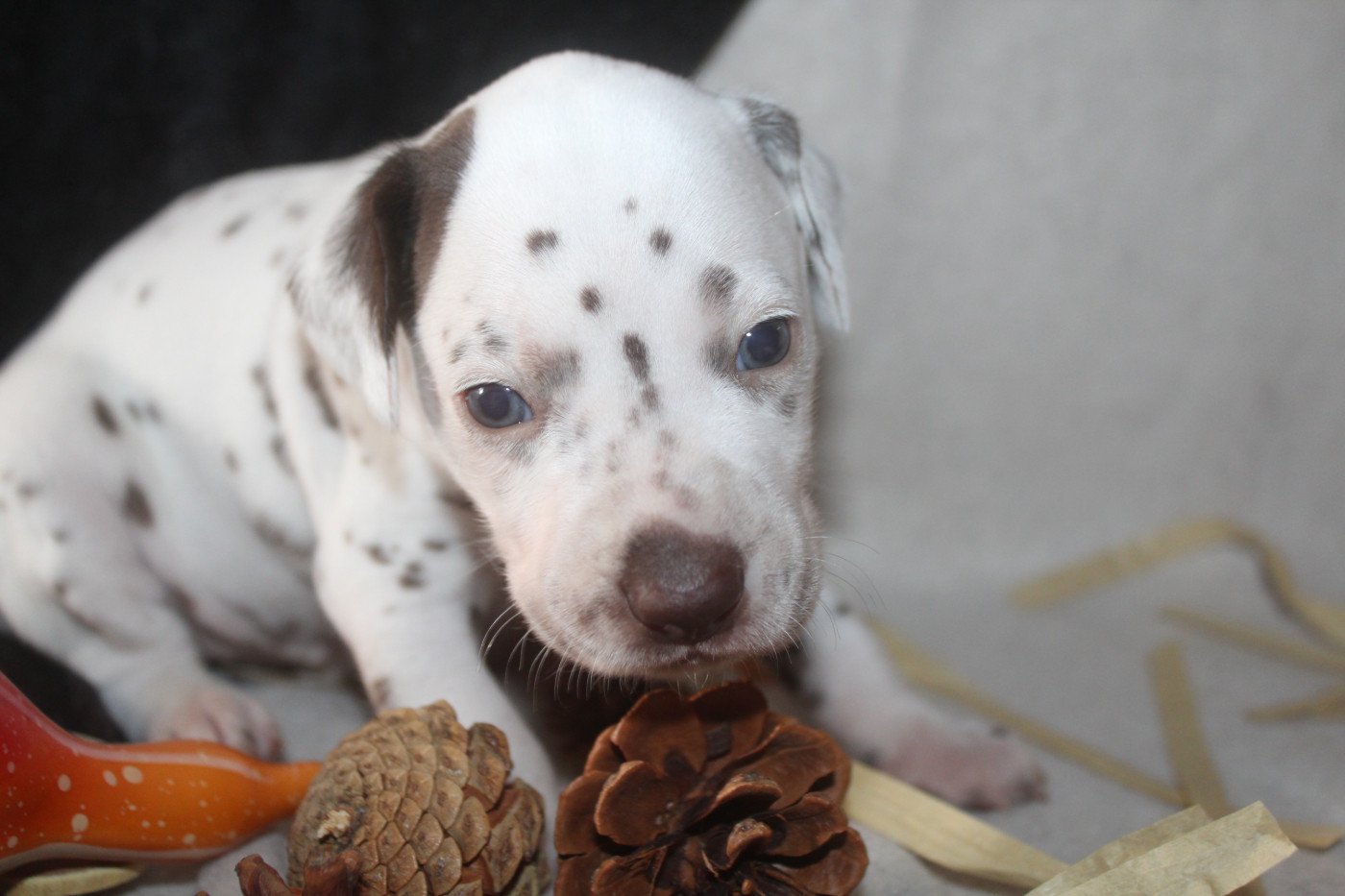 Des Dalma d'Olympe - Chiots disponibles - Dalmatien