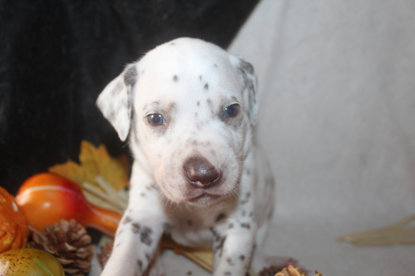 Des Dalma d'Olympe - Chiots disponibles - Dalmatien