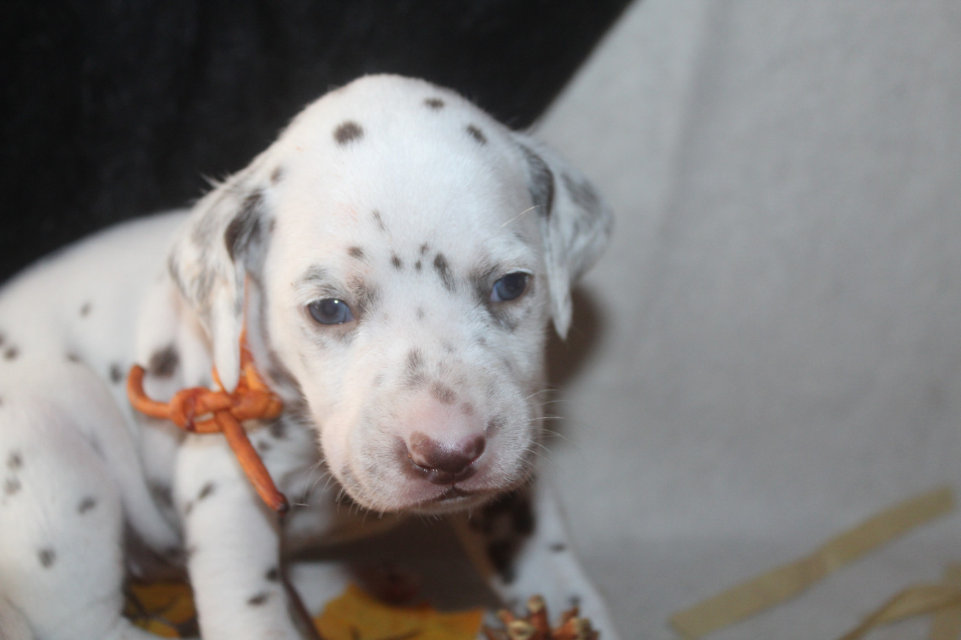 Des Dalma d'Olympe - Chiots disponibles - Dalmatien
