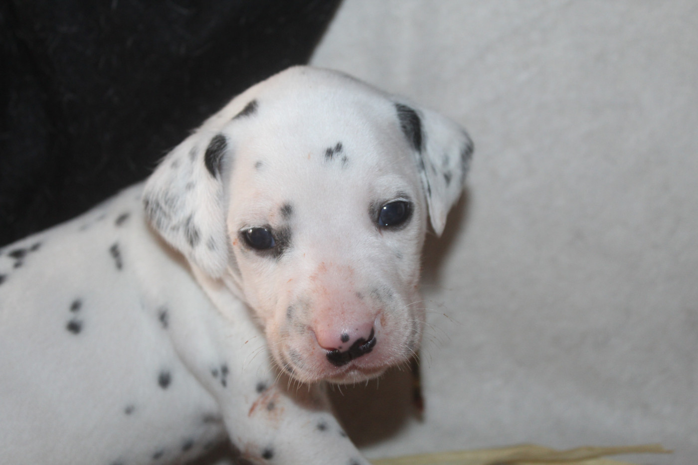 Des Dalma d'Olympe - Chiots disponibles - Dalmatien