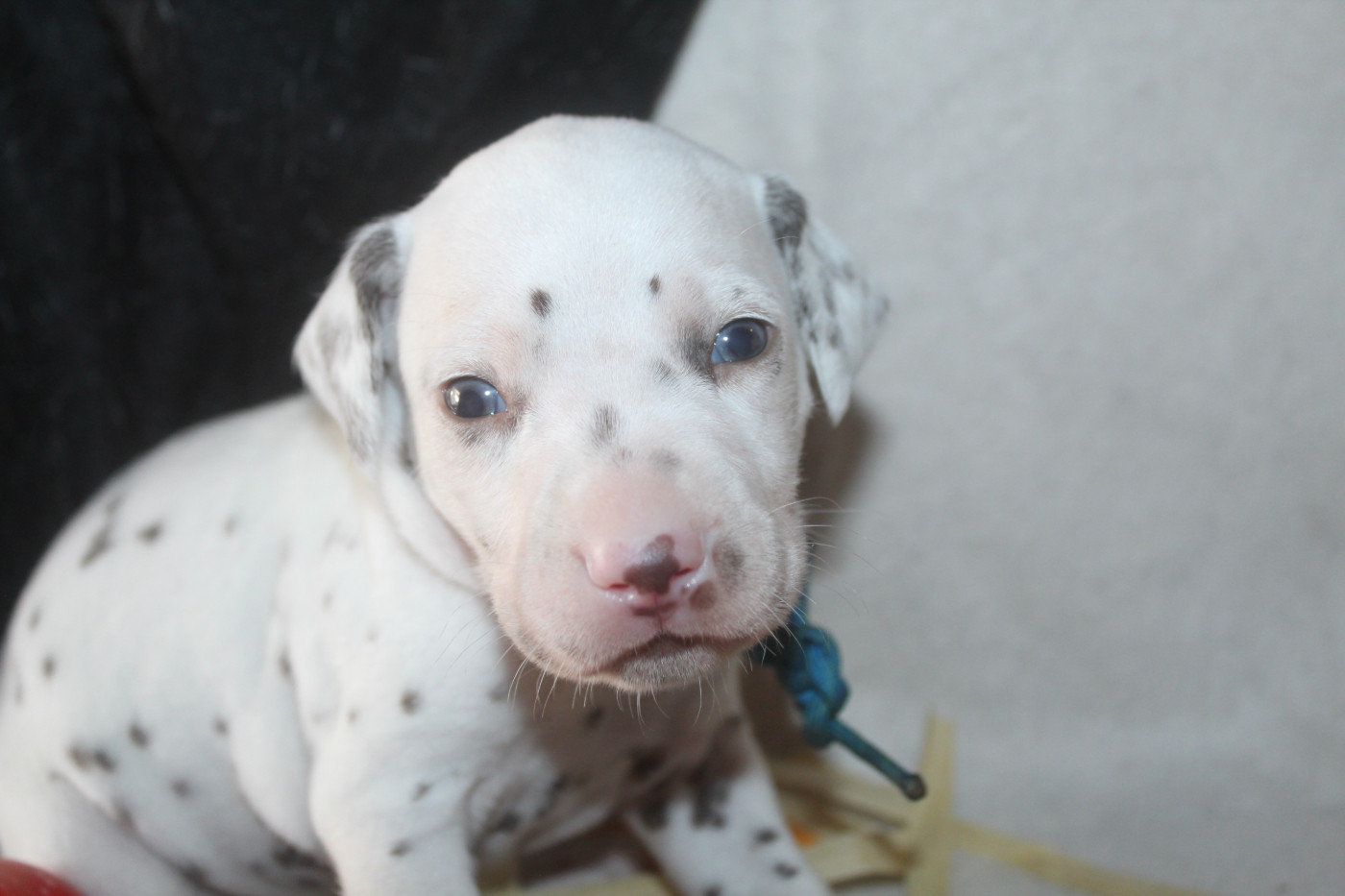 Des Dalma d'Olympe - Chiots disponibles - Dalmatien