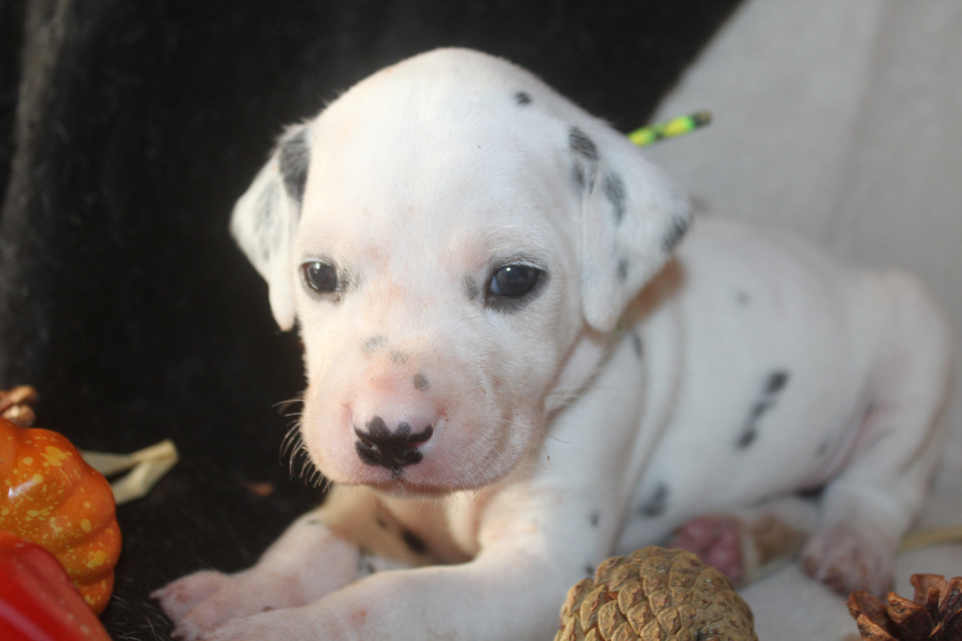 Des Dalma d'Olympe - Chiots disponibles - Dalmatien