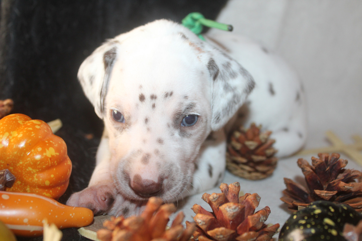 Des Dalma d'Olympe - Chiots disponibles - Dalmatien