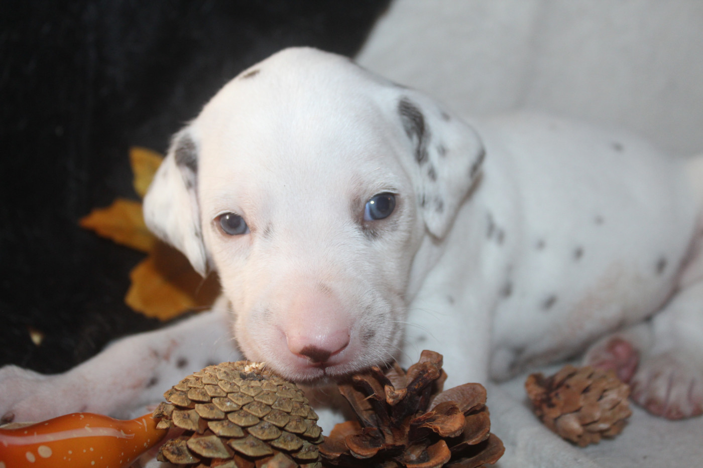 Des Dalma d'Olympe - Chiots disponibles - Dalmatien