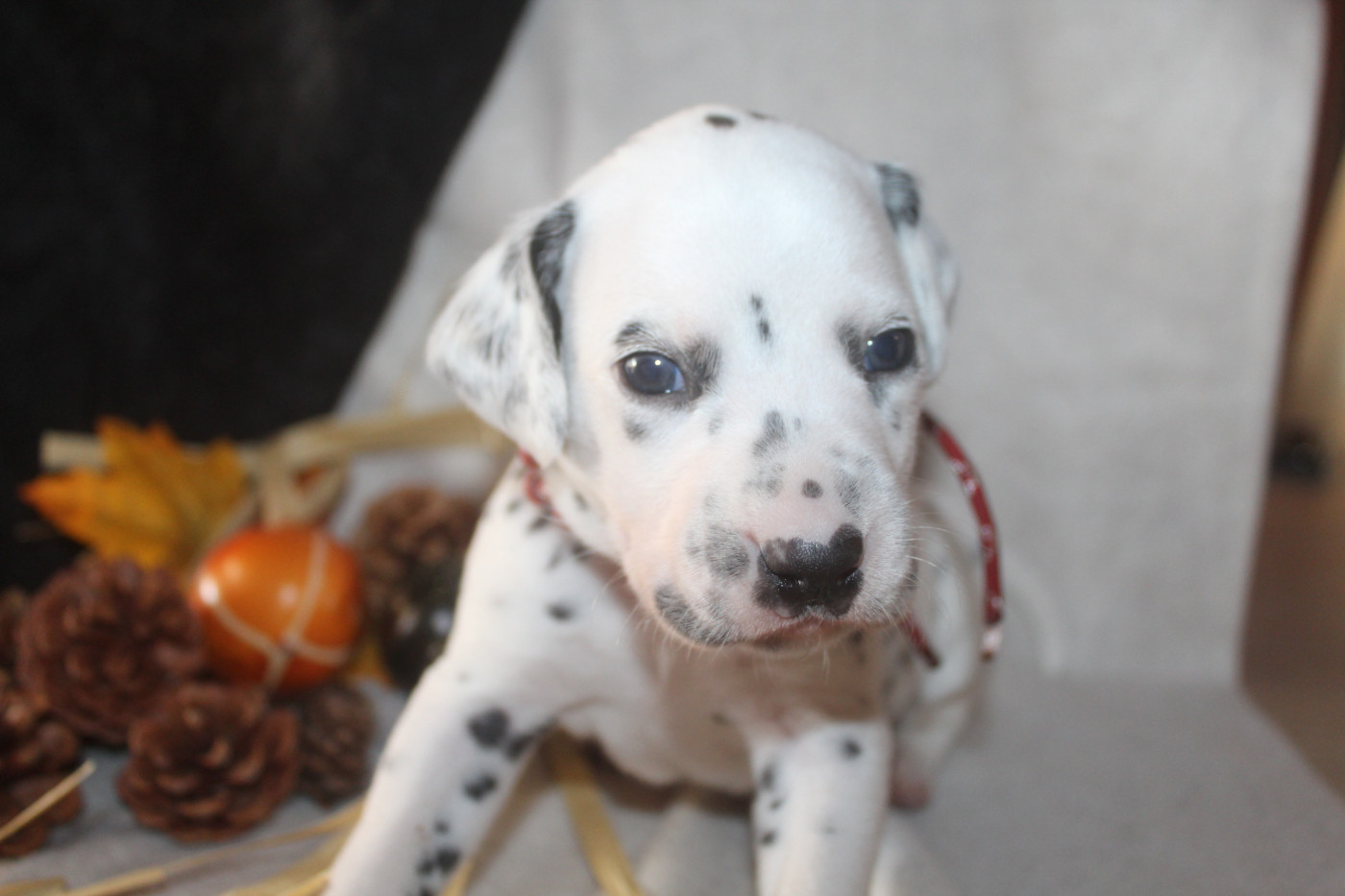 Des Dalma d'Olympe - Chiots disponibles - Dalmatien