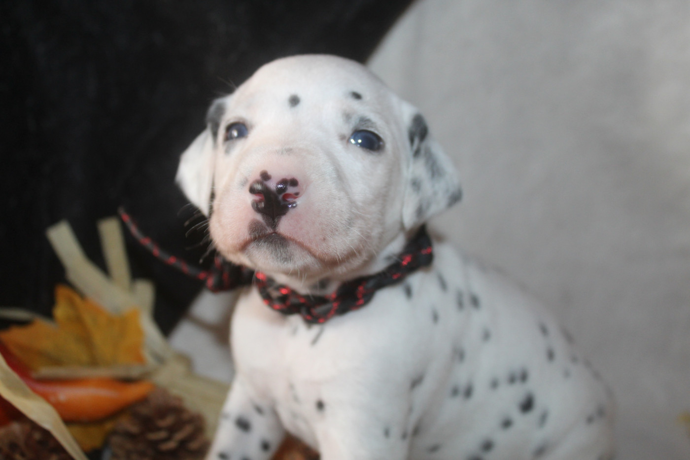 Des Dalma d'Olympe - Chiots disponibles - Dalmatien