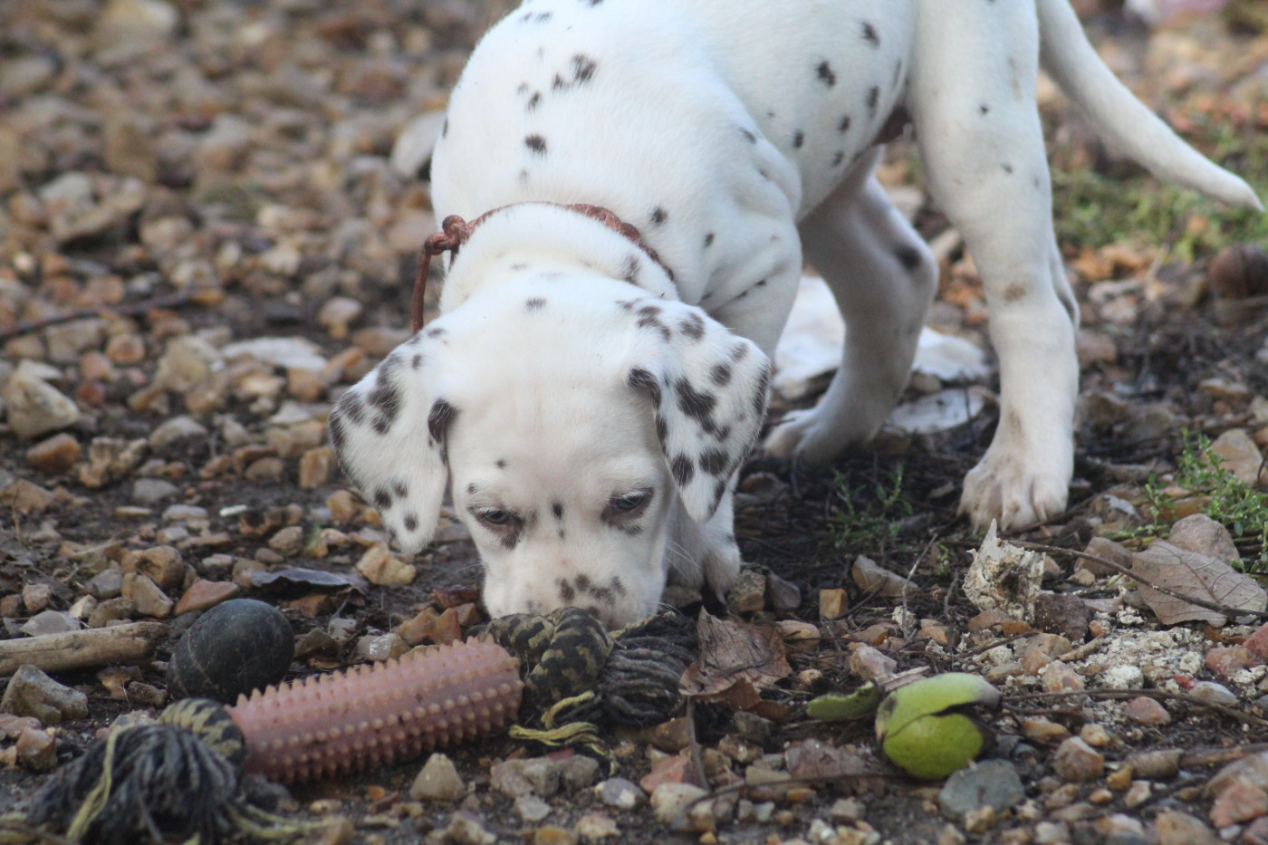 Des Dalma d'Olympe - Chiots disponibles - Dalmatien