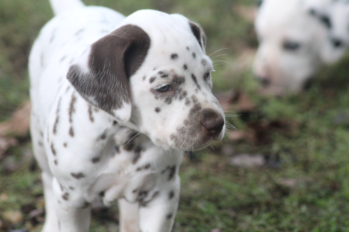 Des Dalma d'Olympe - Chiots disponibles - Dalmatien
