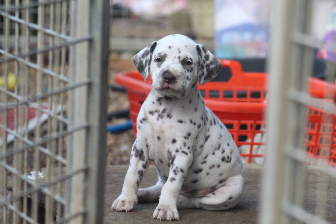 Des Dalma d'Olympe - Chiots disponibles - Dalmatien
