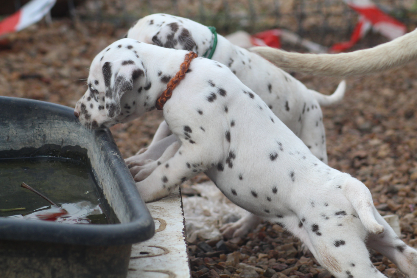 Des Dalma d'Olympe - Chiots disponibles - Dalmatien