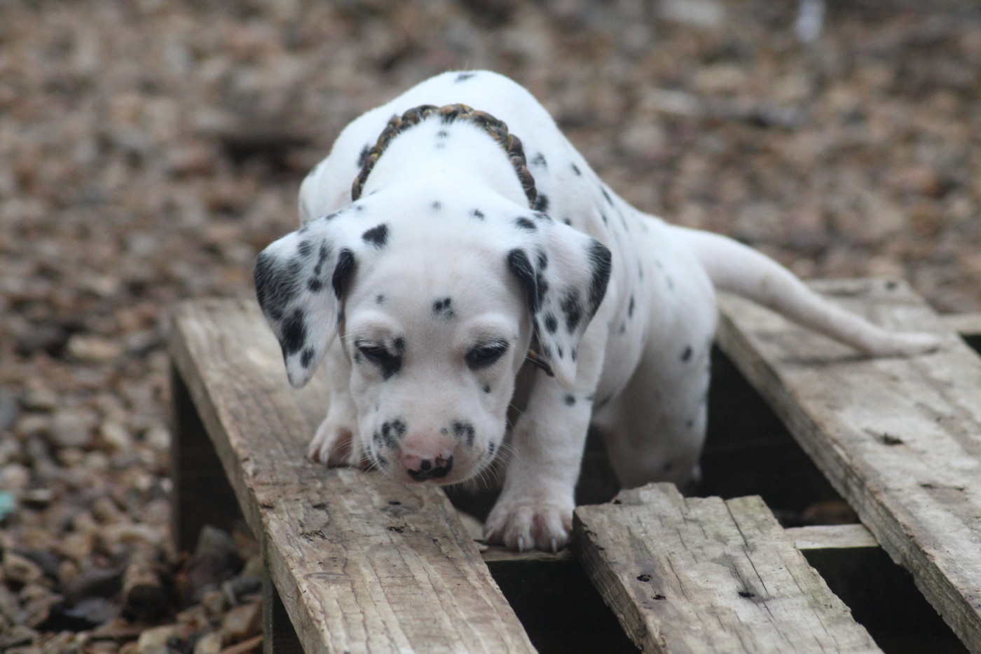 Des Dalma d'Olympe - Chiots disponibles - Dalmatien