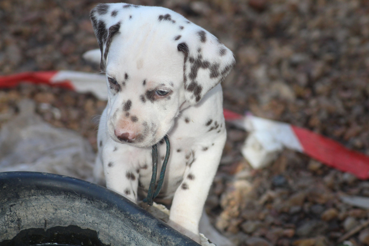 Des Dalma d'Olympe - Chiots disponibles - Dalmatien