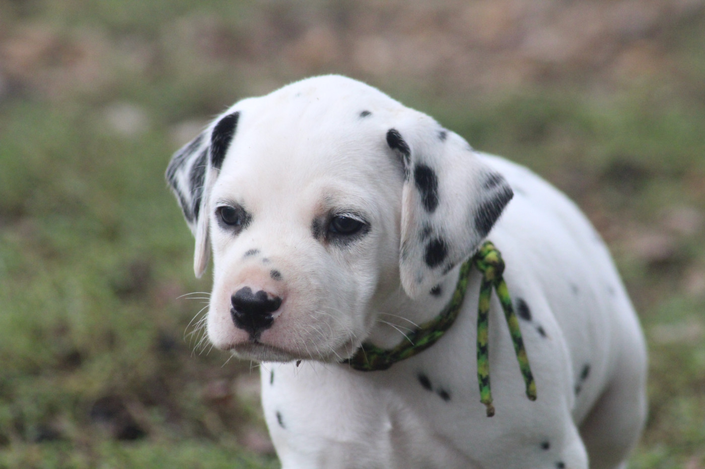 Des Dalma d'Olympe - Chiots disponibles - Dalmatien