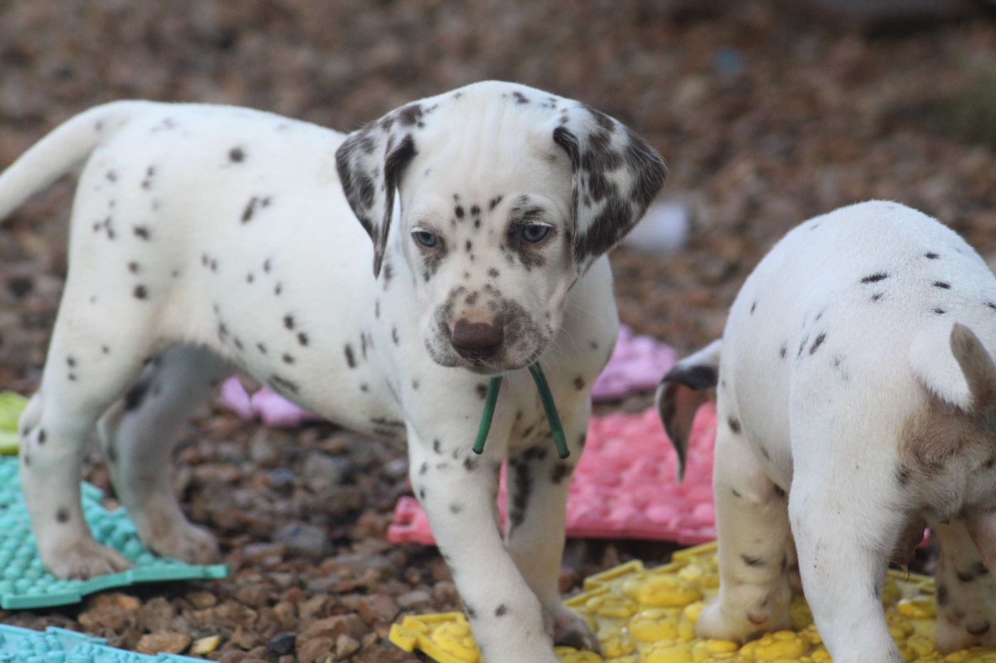 Des Dalma d'Olympe - Chiots disponibles - Dalmatien