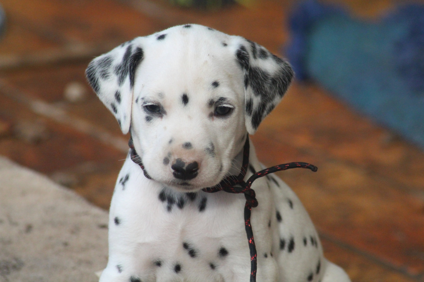 Des Dalma d'Olympe - Chiots disponibles - Dalmatien