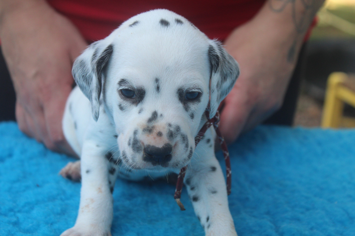 Des Dalma d'Olympe - Chiots disponibles - Dalmatien
