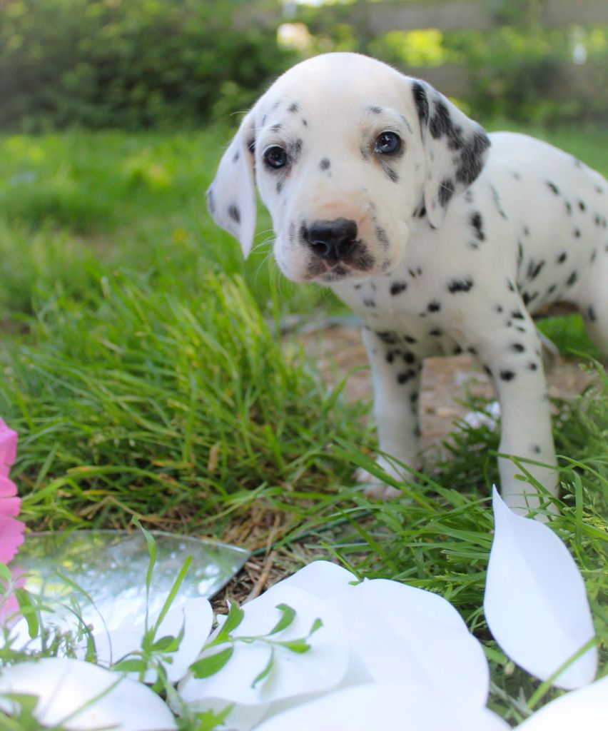 Des Dalma d'Olympe - Chiots disponibles - Dalmatien