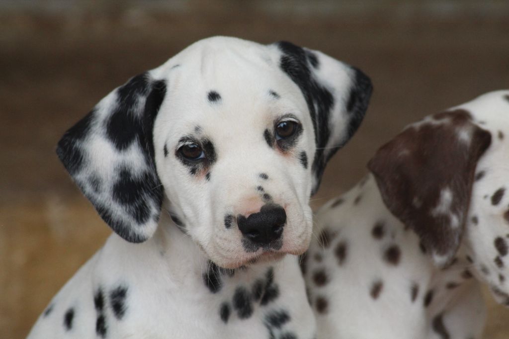 Des Dalma d'Olympe - Chiots disponibles - Dalmatien