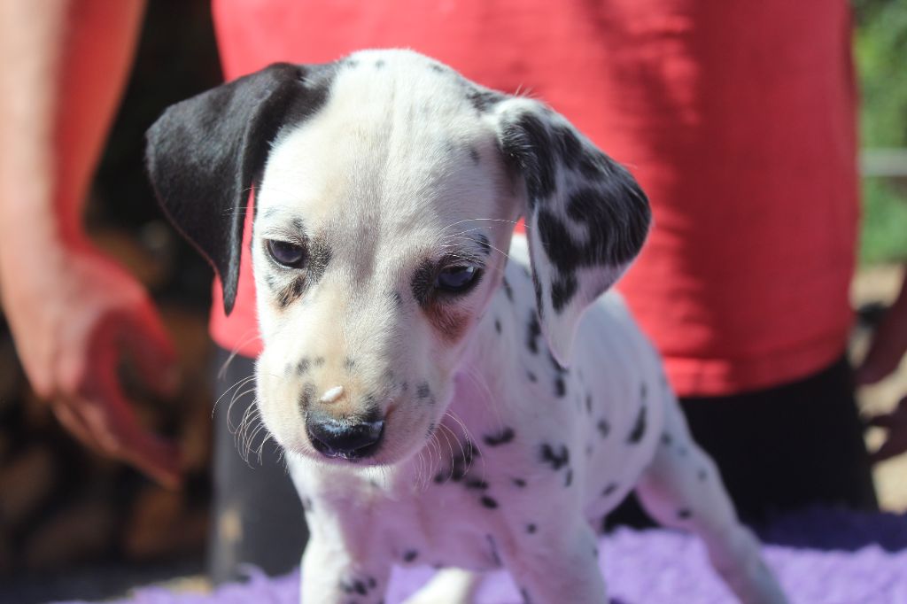 Des Dalma d'Olympe - Chiots disponibles - Dalmatien