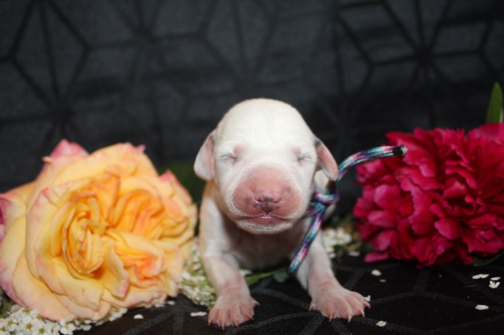 Des Dalma d'Olympe - Chiots disponibles - Dalmatien