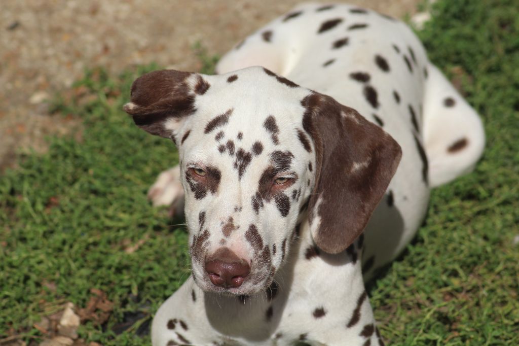 Des Dalma d'Olympe - Chiots disponibles - Dalmatien