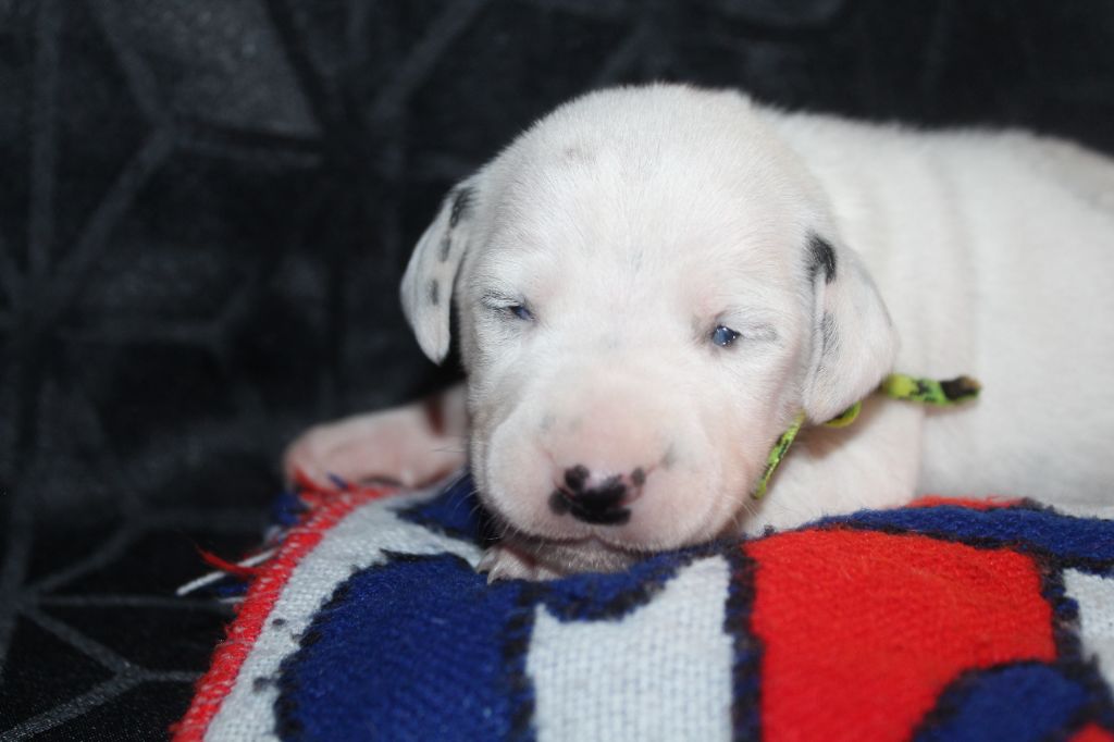 Des Dalma d'Olympe - Chiots disponibles - Dalmatien
