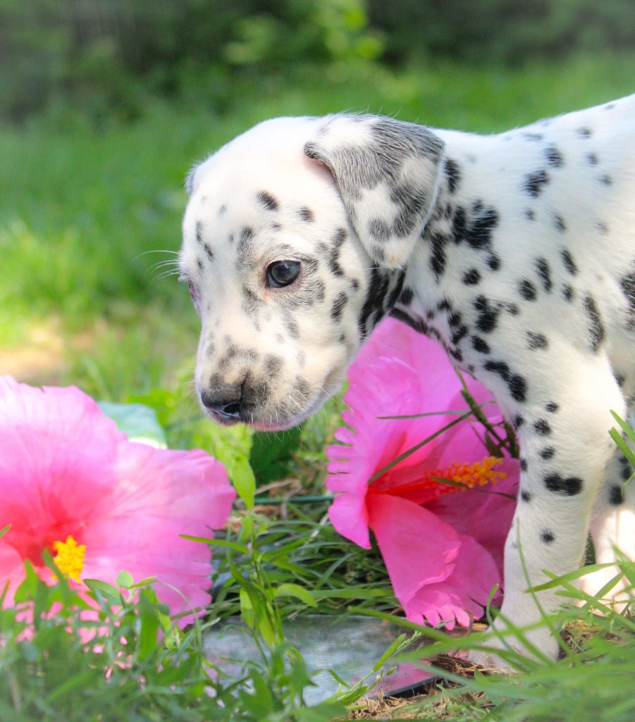 Des Dalma d'Olympe - Chiots disponibles - Dalmatien