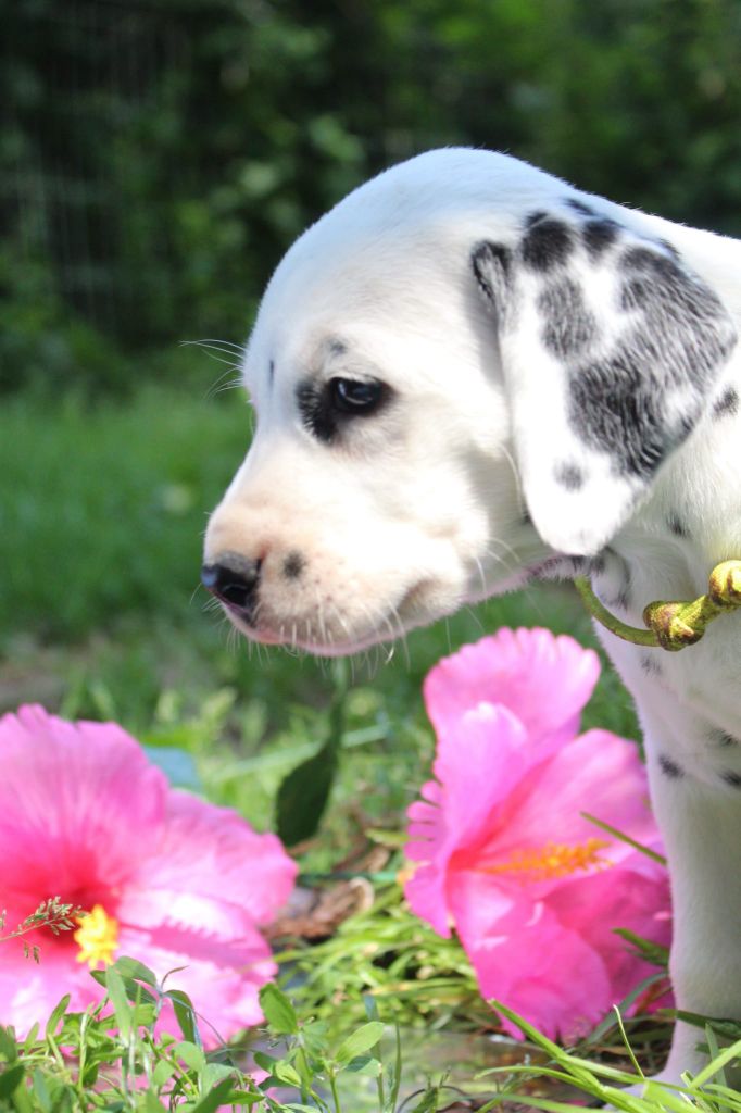 Des Dalma d'Olympe - Chiots disponibles - Dalmatien