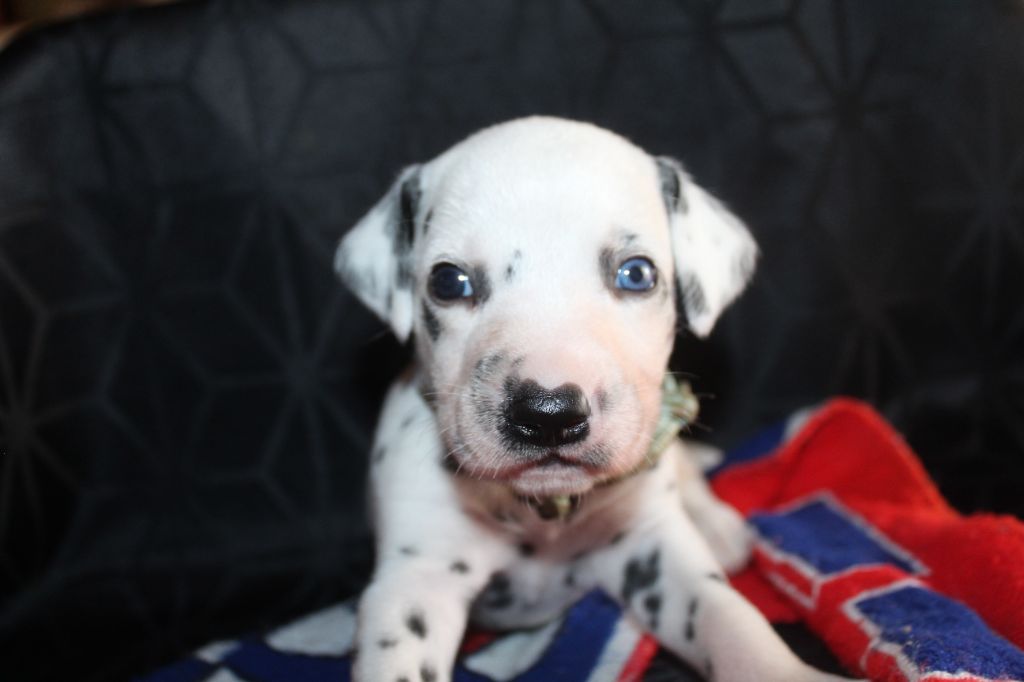 Des Dalma d'Olympe - Chiots disponibles - Dalmatien