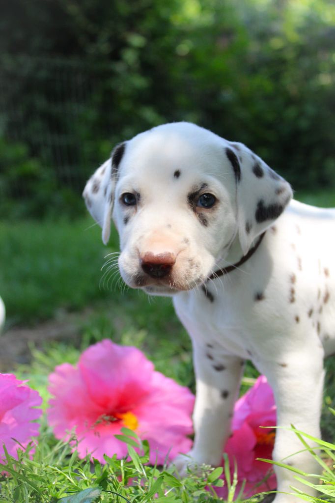 Des Dalma d'Olympe - Chiots disponibles - Dalmatien