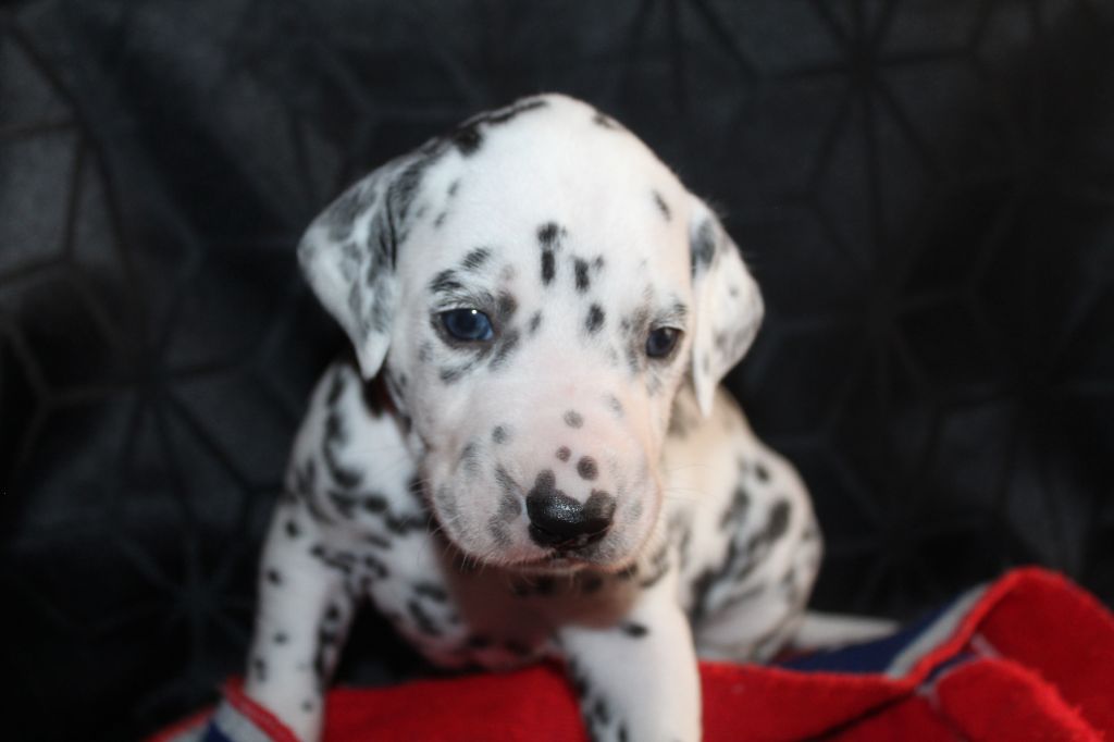 Des Dalma d'Olympe - Chiots disponibles - Dalmatien