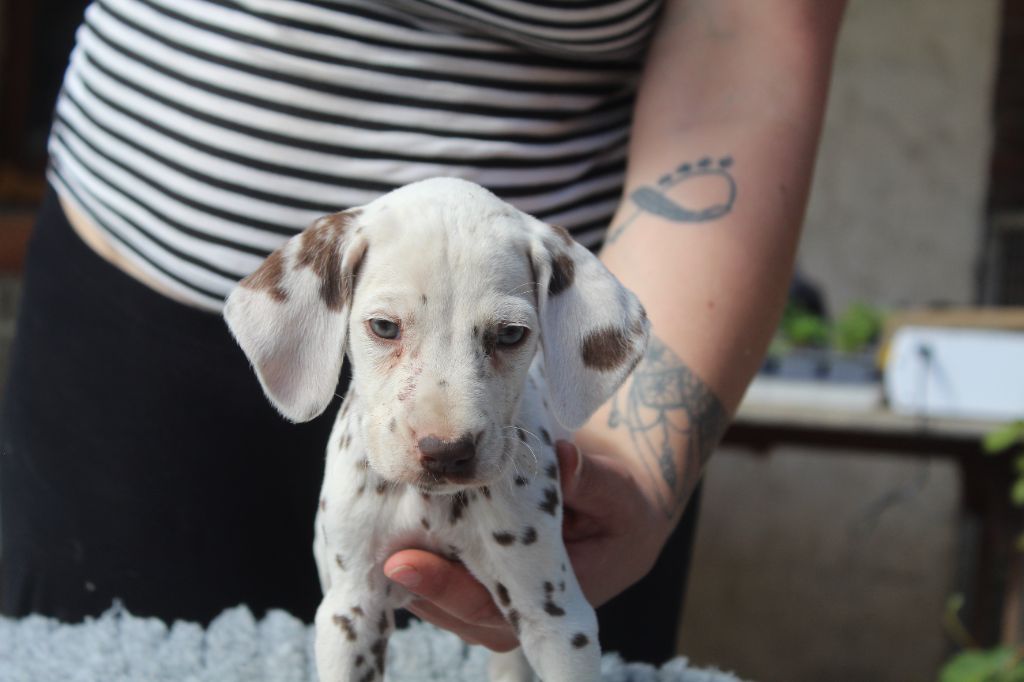 Des Dalma d'Olympe - Chiots disponibles - Dalmatien