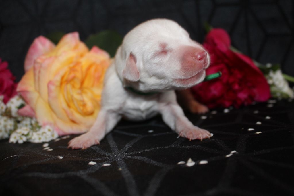 Des Dalma d'Olympe - Chiots disponibles - Dalmatien