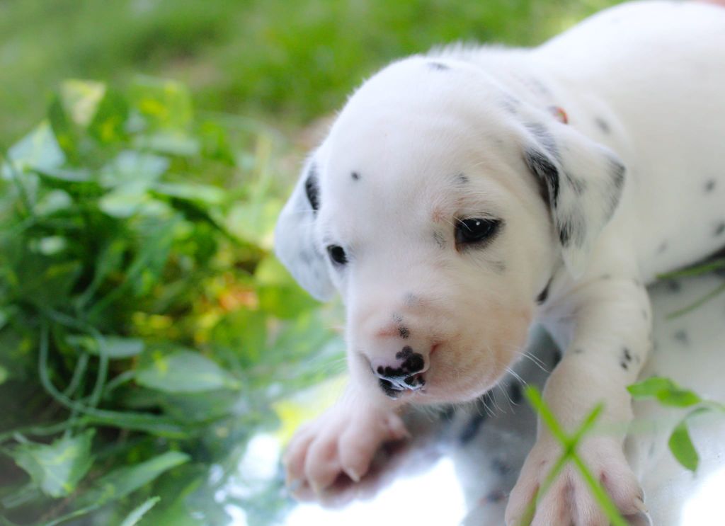 Des Dalma d'Olympe - Chiots disponibles - Dalmatien