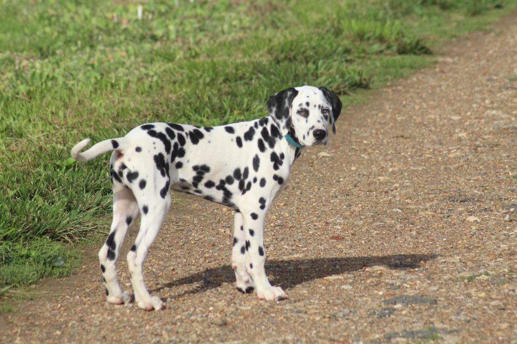Des Dalma d'Olympe - Chiots disponibles - Dalmatien