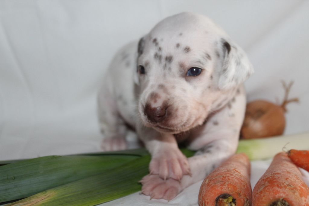 Des Dalma d'Olympe - Chiots disponibles - Dalmatien
